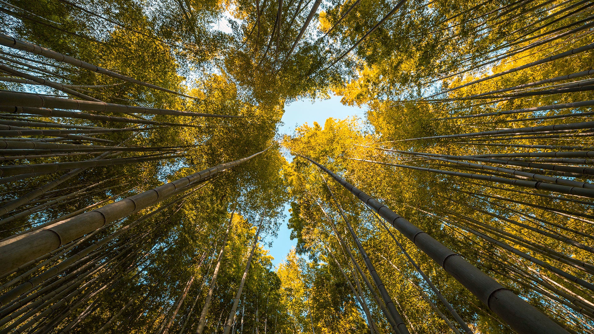 medio ambiente