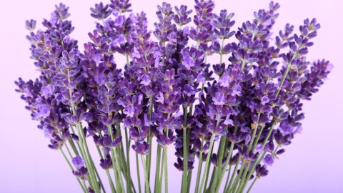 aceite esencial de lavanda