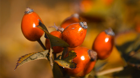 rosehip oil